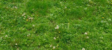 Sarı karahindiba çiçekleri. Doğa arkaplanı.