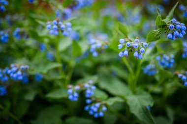Symphytum asperum çiçekleri. Seçici odak.