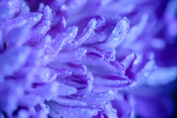 Water drop on blue petals. Macro shot with shallow depth of field.