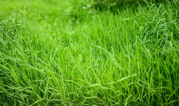 Fris Groen Gras Als Achtergrond Selectieve Focus Met Ondiepe Scherptediepte — Stockfoto