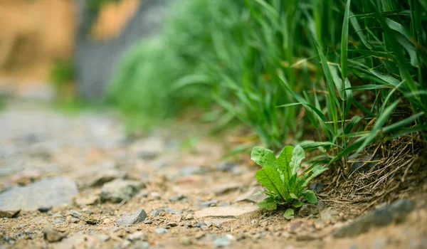 背景として新鮮な緑の草 被写界深度が浅い選択フォーカス — ストック写真