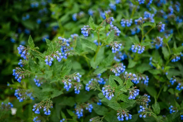 Bloemen Van Symphytum Asperum Selectieve Focus — Stockfoto