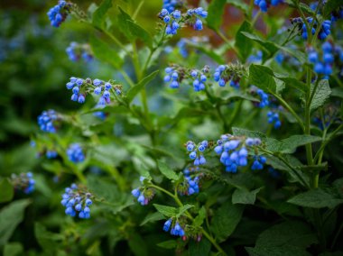 Symphytum asperum çiçekleri. Seçici odak.