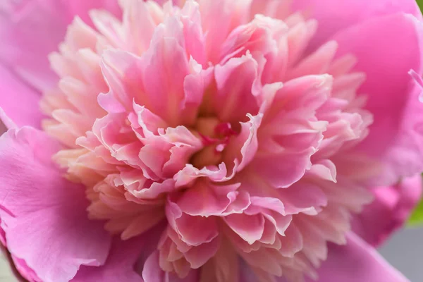 Peony Flower Macro Selective Focus — Stock Photo, Image