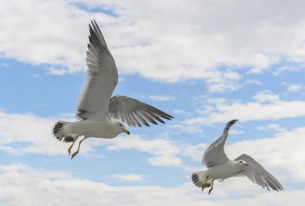 Flying Seagulls Blue Sky — Stock Photo, Image