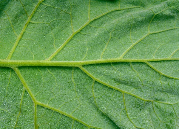 Bardana Foglia Verde Come Sfondo Focus Selettivo — Foto Stock