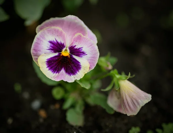 花园里的紫罗兰花 有选择的重点 — 图库照片