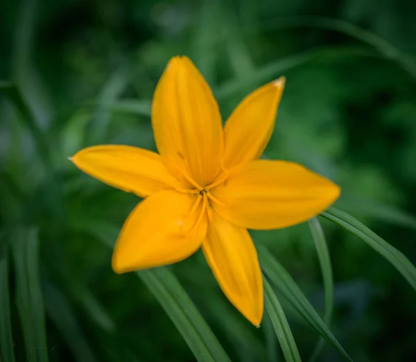 Yellow Lily Flower Close Selective Focus Shallow Depth Field — Stock Photo, Image