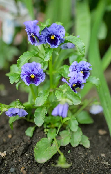 Flori Violete Grădină Focalizare Selectivă — Fotografie, imagine de stoc