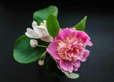 Şakayık çiçeği. Seçici odaklı Macro.