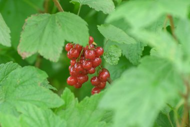 Kızılcık üzümü çalıların üzerinde yetişir..