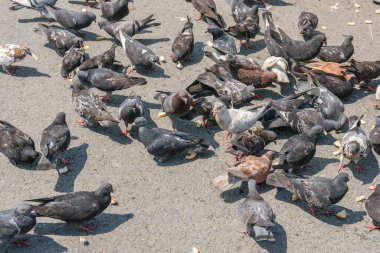 Asfalttaki şehir güvercin sürüsü.