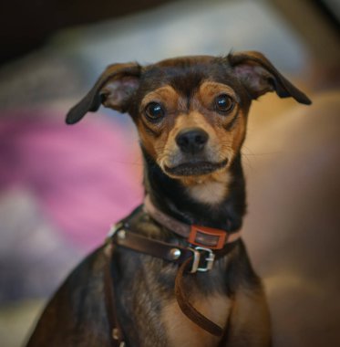 Minyatür pinscher yavrusu evde. Buruna seçici odaklanma.