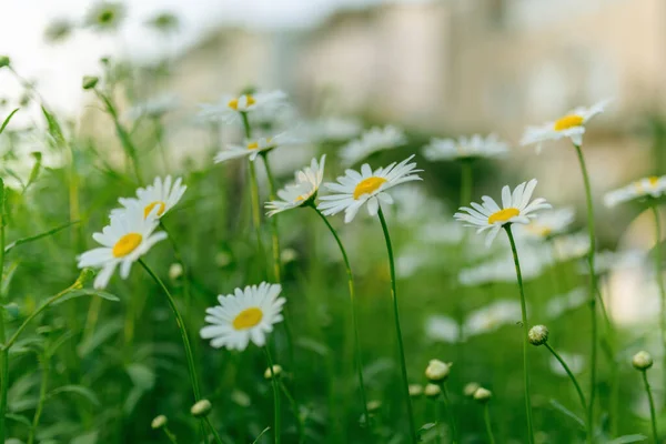 Des Marguerites Sur Terrain Concentration Sélective — Photo