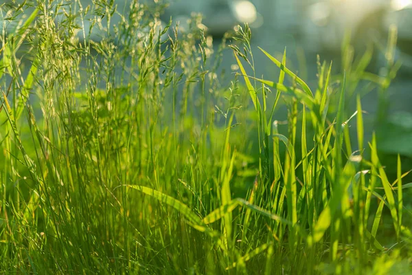 Fresh Green Grass Background Selective Focus Shallow Depth Field — Stock Photo, Image