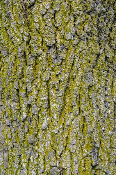 Tree Bark Texture Closeup Selektivt Fokus – stockfoto