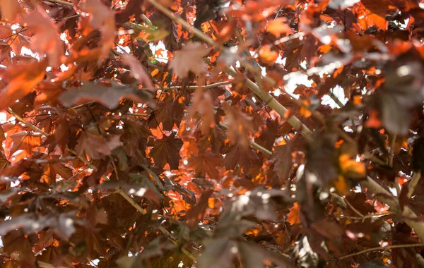 Kırmızı Akçaağaç Yaprakları Kızıl Kral Güneş Işığında — Stok fotoğraf