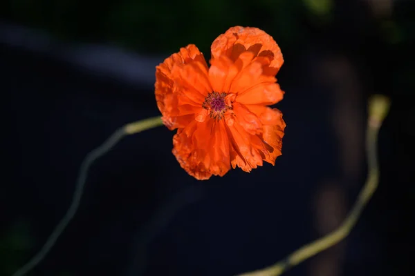Rote Mohnblume Garten Selektiver Fokus Mit Geringer Schärfentiefe — Stockfoto