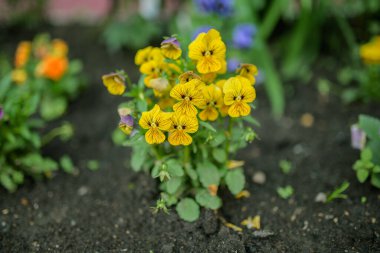 Bahçede menekşe çiçekleri. Seçici odak.