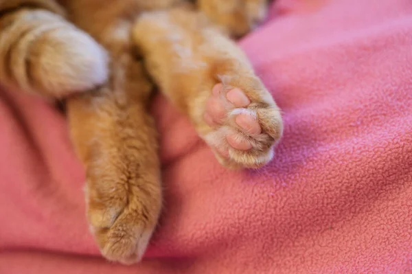 Precioso Gato Rojo Durmiendo Enfoque Suave Selectivo — Foto de Stock