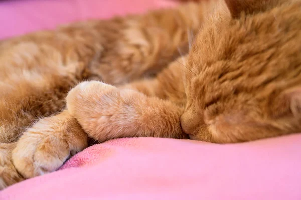 Gato Vermelho Sonolento Adorável Foco Seletivo — Fotografia de Stock