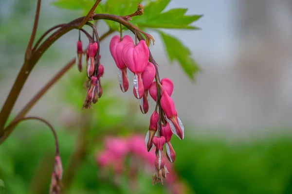 Flores Dicentra Dia Ensolarado Foco Seletivo Com Profundidade Campo Rasa — Fotografia de Stock