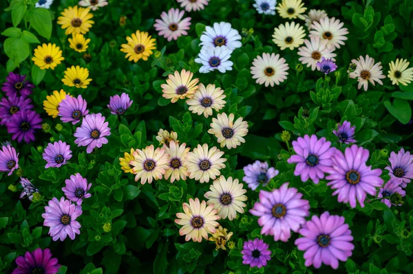 Blume Von Osteospermum Garten Selektiver Fokus Mit Geringer Schärfentiefe — Stockfoto