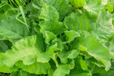 Yeşil yapraklı dulavrat. Seçici odak.