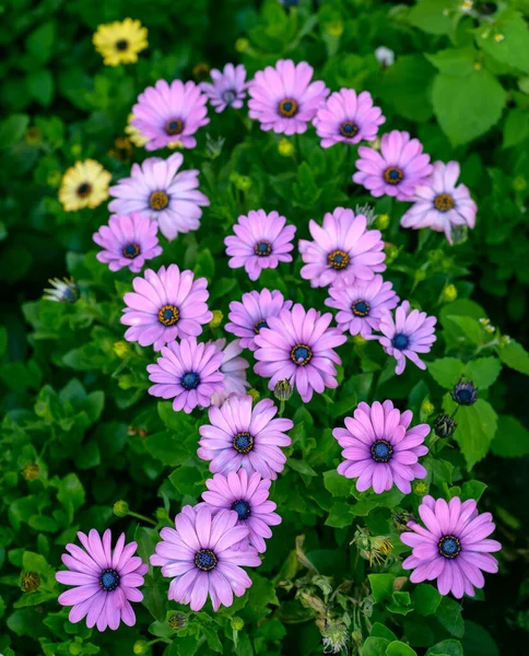 Kwiat Osteospermum Ogrodzie Skupienie Selektywne Płytką Głębią Ostrości — Zdjęcie stockowe