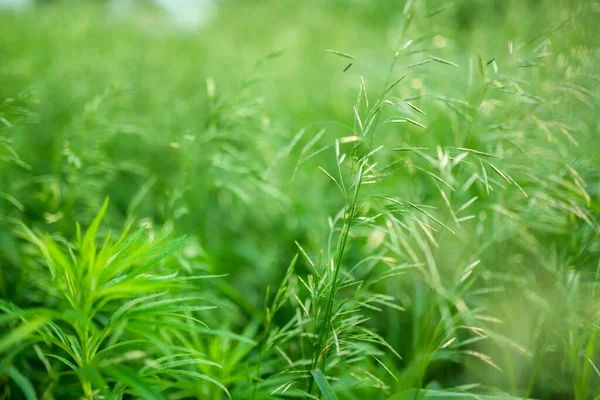 Fris Groen Gras Als Achtergrond Selectieve Focus Met Ondiepe Scherptediepte — Stockfoto