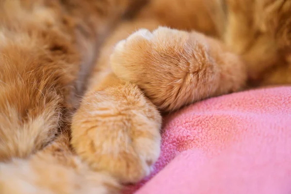 素敵な赤い猫の睡眠 選択的ソフトフォーカス — ストック写真