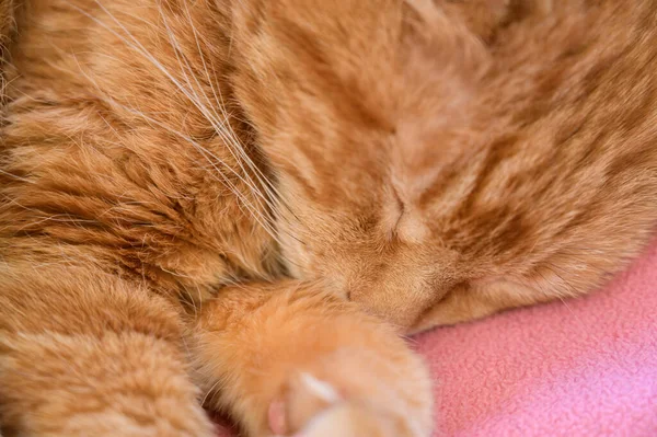 Очаровательный Сонный Красный Кот Селективный Фокус — стоковое фото