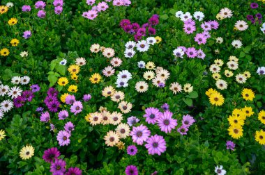 Osteospermum çiçeği bahçede. Sığ alan derinliğine sahip seçici odak.