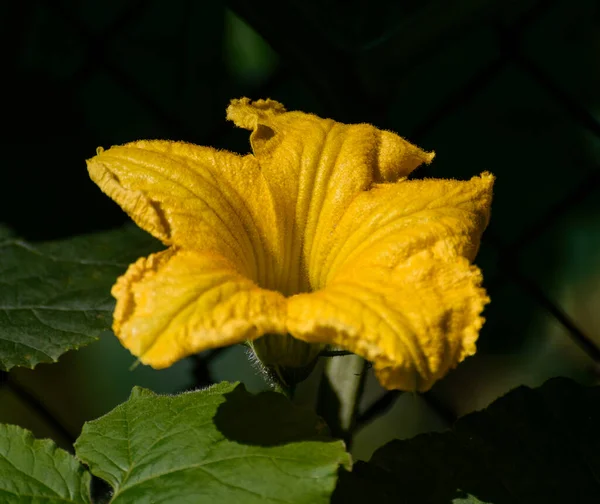Fleur Jaune Citrouille Gros Plan — Photo