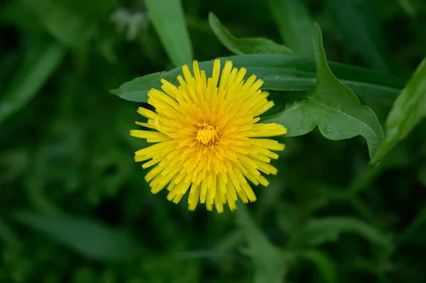 Yellow Dandelion Close Macro Shallow Depth Field — Stock Photo, Image