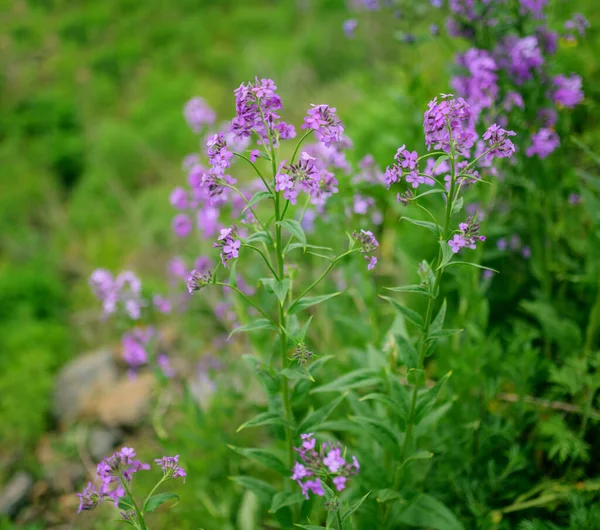 Bloemen Van Hesperis Matronalis Close — Stockfoto