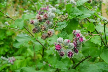 Büyük Burdock Çiçekleri (Arctium lappa). Sığ alan derinliğine sahip seçici odak.