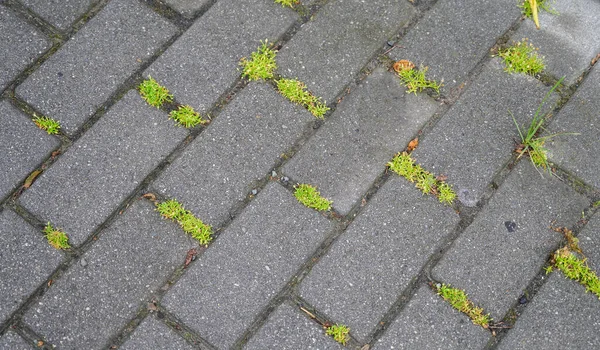 Zwischen Den Pflasterplatten Wächst Grünes Laub Neues Lebenskonzept — Stockfoto