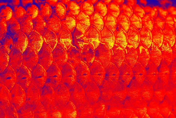 红色色调的甲壳类鱼类鳞片 抽象的自然背景 — 图库照片