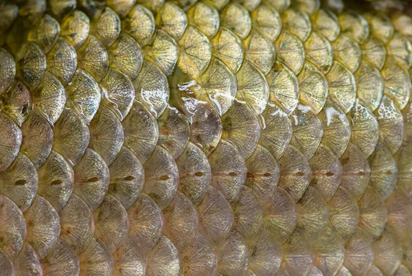 Escalas Peixe Crucian Reais Fundo Natural — Fotografia de Stock