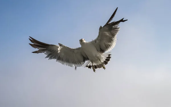 Flygande Måsar Över Blå Himmel — Stockfoto