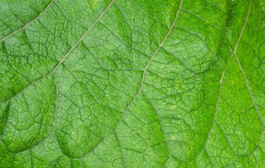 Yeşil yapraklı dulavrat otu, doğal arka plan olarak su damlaları. Seçici odak.