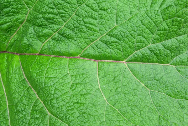 Bardana Foglia Verde Con Gocce Acqua Come Sfondo Naturale Focus — Foto Stock