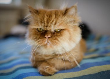 Yumuşak ve uykulu kırmızı kedi. Gözlere seçici odaklanma.