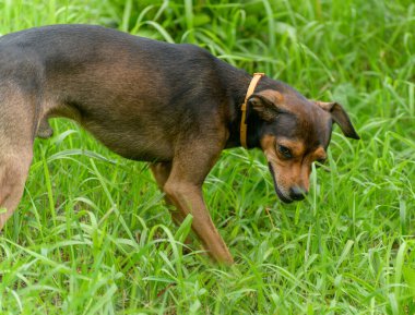 Minyatür pinscher köpek yavrusu çimlerin arasından gizlice geçiyor..