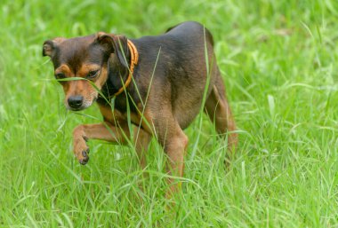 Minyatür pinscher köpek yavrusu çimlerin arasından gizlice geçiyor..
