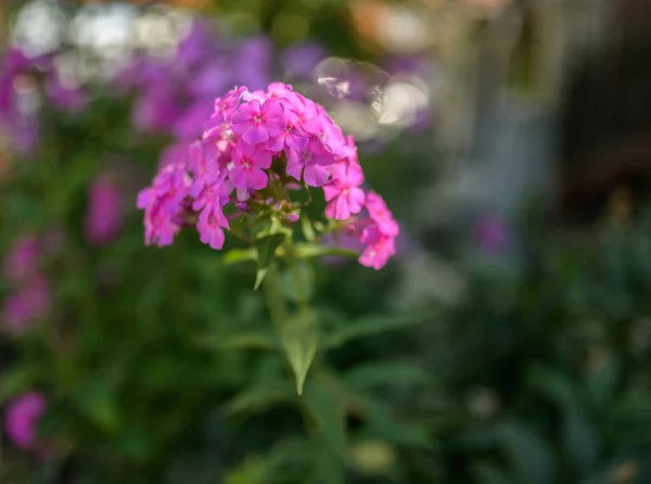 Primula Farinosa Nın Çiçekleri Yakın Plan Sığ Alan Derinliği — Stok fotoğraf