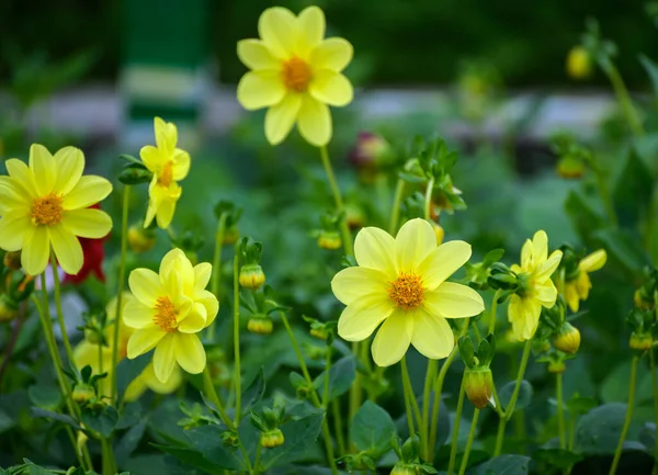 Fleurs Cosmos Jaunes Mise Point Sélective Avec Faible Profondeur Champ — Photo