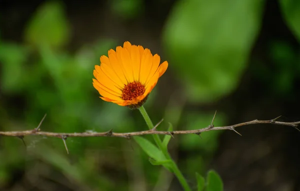 Calendula Flower Color Toned Image — Stock Photo, Image