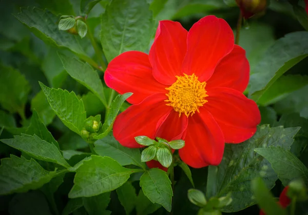 Czerwony Kwiat Kosmosu Skupienie Selektywne Płytką Głębią Ostrości — Zdjęcie stockowe